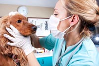 Motif de nombreuses consultations vétérinaires : les troubles oculaires