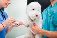 Vaccin contre la Leishmaniose : une protection efficace pour les chiens